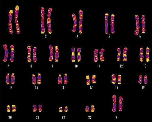 男性无精症能否通过试管婴儿技术实现父亲梦？