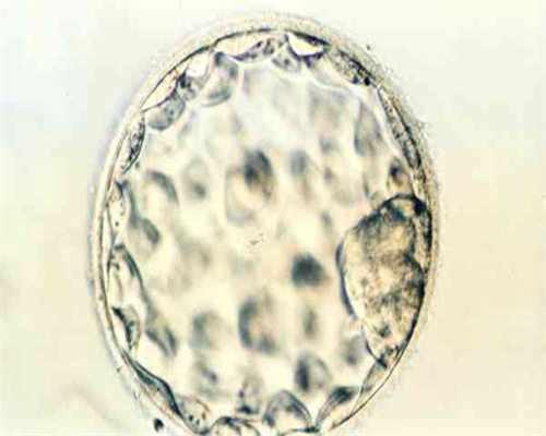 南京与杭州三代试管技术对比及助孕选择指南