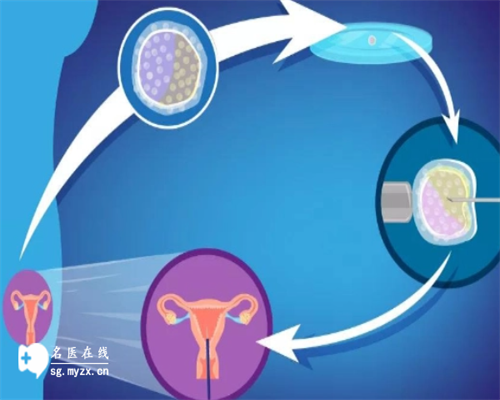 同性试管助孕成功率解析与移植时机指南