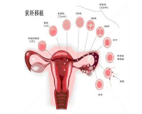 2026年浙江第三代试管婴儿医院选择指南:嘉兴妇保院与邵逸夫对比