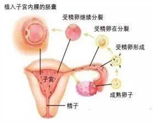 广州供卵代孕流程_孕吐都在晚上说明什么