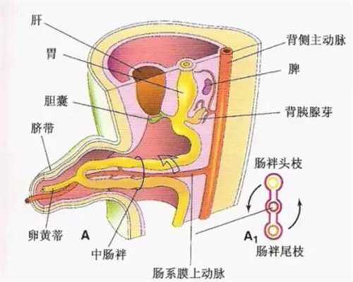 广州代孕医院哪个医院好_孕34周胎儿发育标准