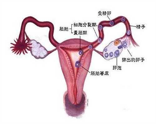 广州哪个医院能代孕_8种营养助你生个“健康宝宝