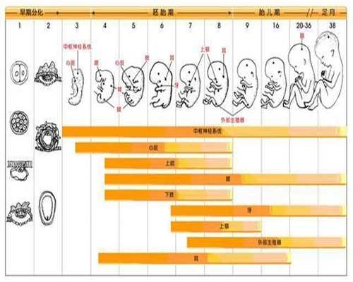 广州代孕包成功多少钱_你知道女性备孕吃什么食