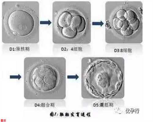 广州试管可以放几个胚胎-三代试管婴儿可以选择生男生女吗