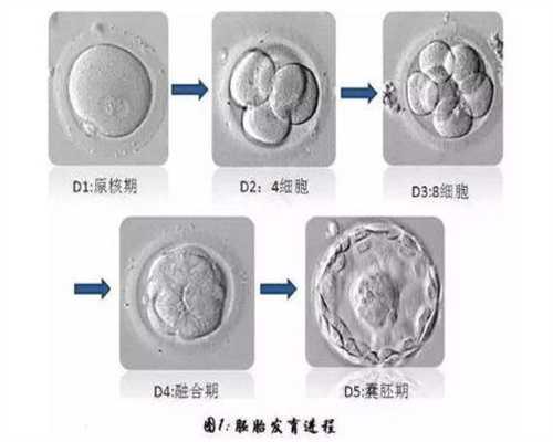 广州试管移植过程-孕妇拉肚子喝红糖水管用吗