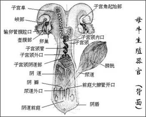 广州供卵成功率-预防妊娠纹从控制体重开始，只要妊娠不要纹