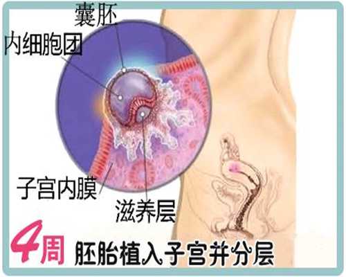 试管能自己亲属代孕吗-广州代孕生孩子多少钱_胚胎移植后为什么还需要补充激