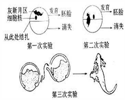 广州三代试管包生儿子-现在找代孕好找吗_做完试管婴儿能吃哪些水果，这4种水