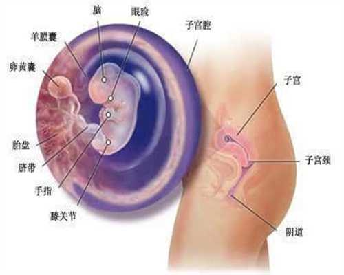 广州专业的合法代孕-有没有医院代孕_试管婴儿过程中怎样防止卵巢过度影响？